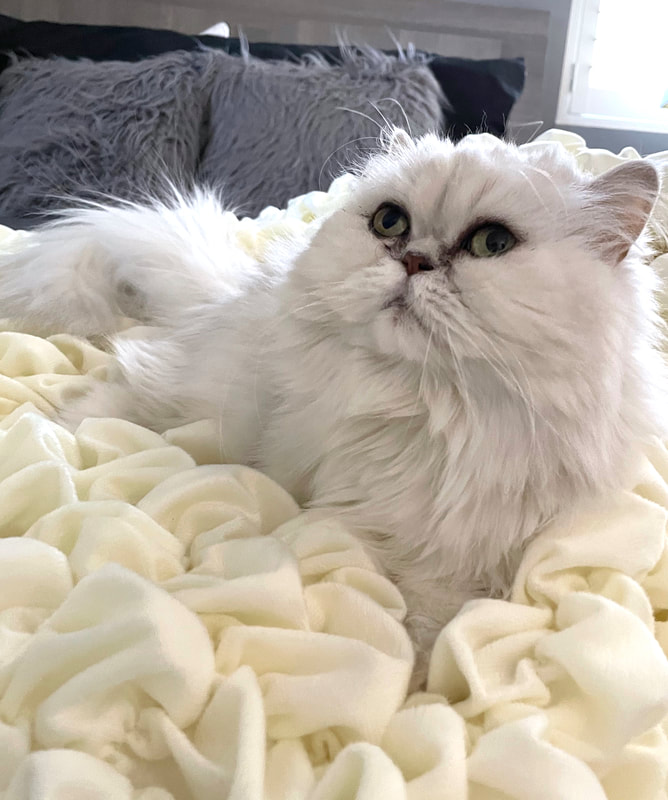 Cat Pet Luxury Blanket for Calming